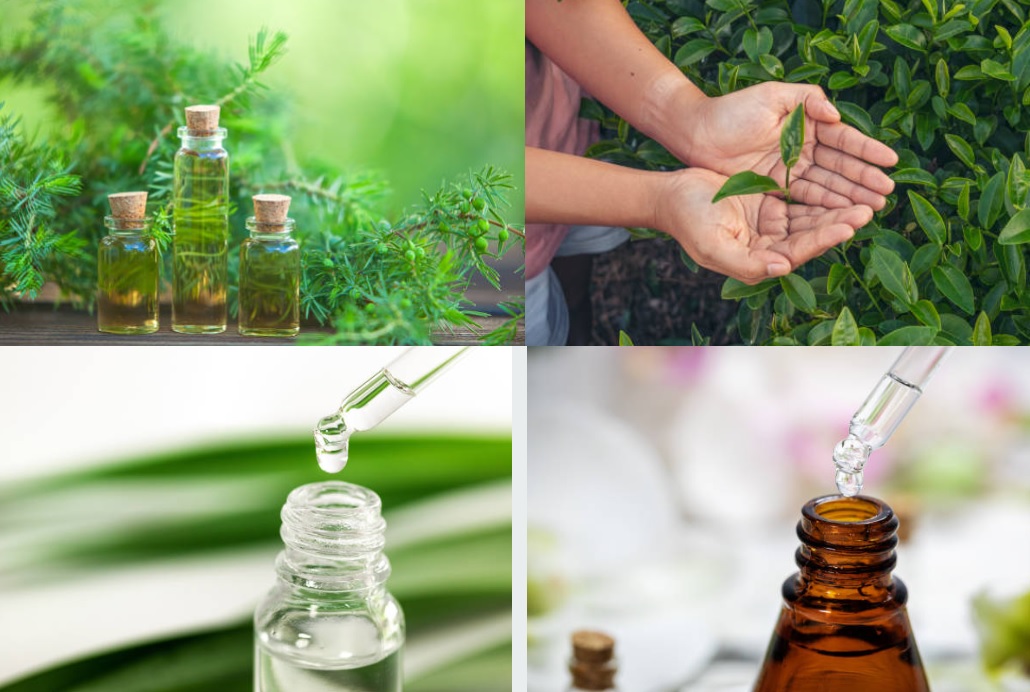 Benefits of tea tree oil