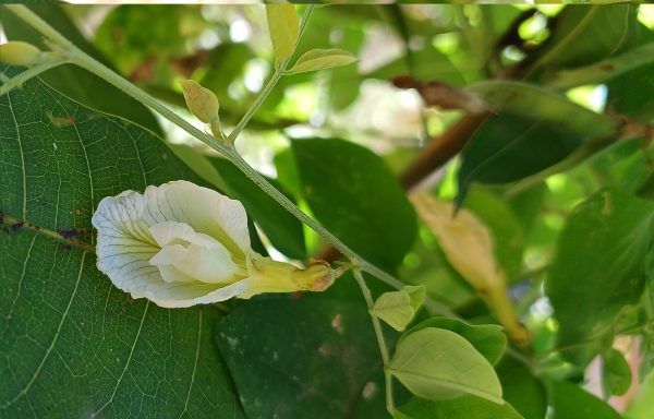Brain Booster Shankhapushpi-Benefits, Nutritional value, side effects and more
