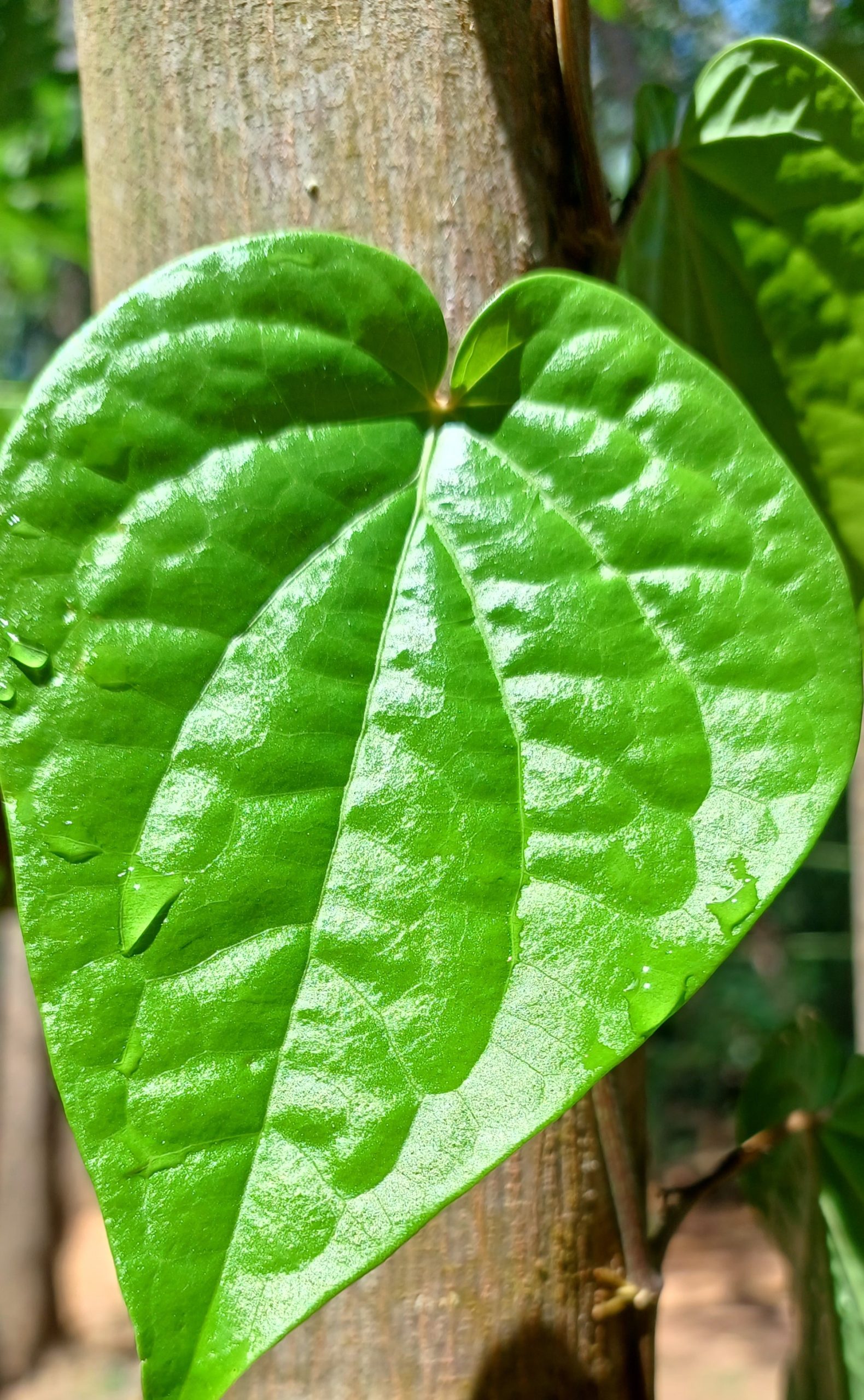 health benefits of the betel leaf