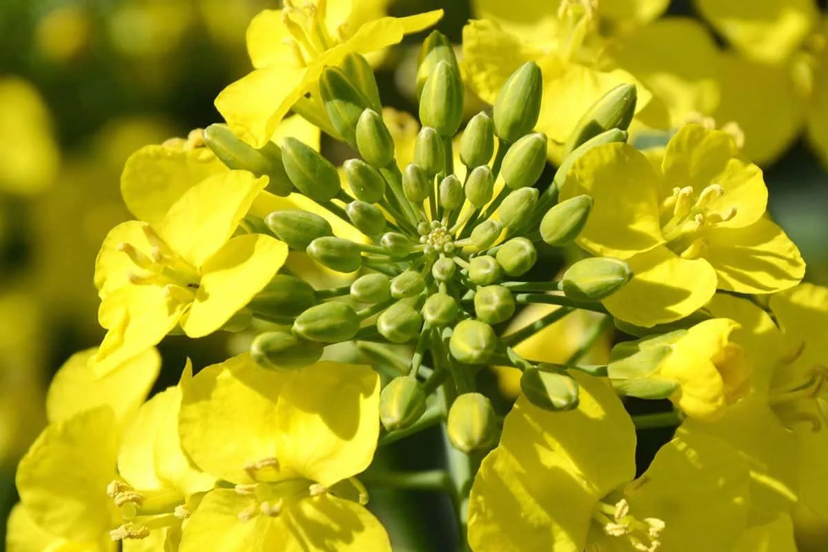 Rapeseed or Canola Benefits