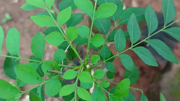 The Health Benefits of Curry Leaves: 7 Reasons to Add Them to Your Diet