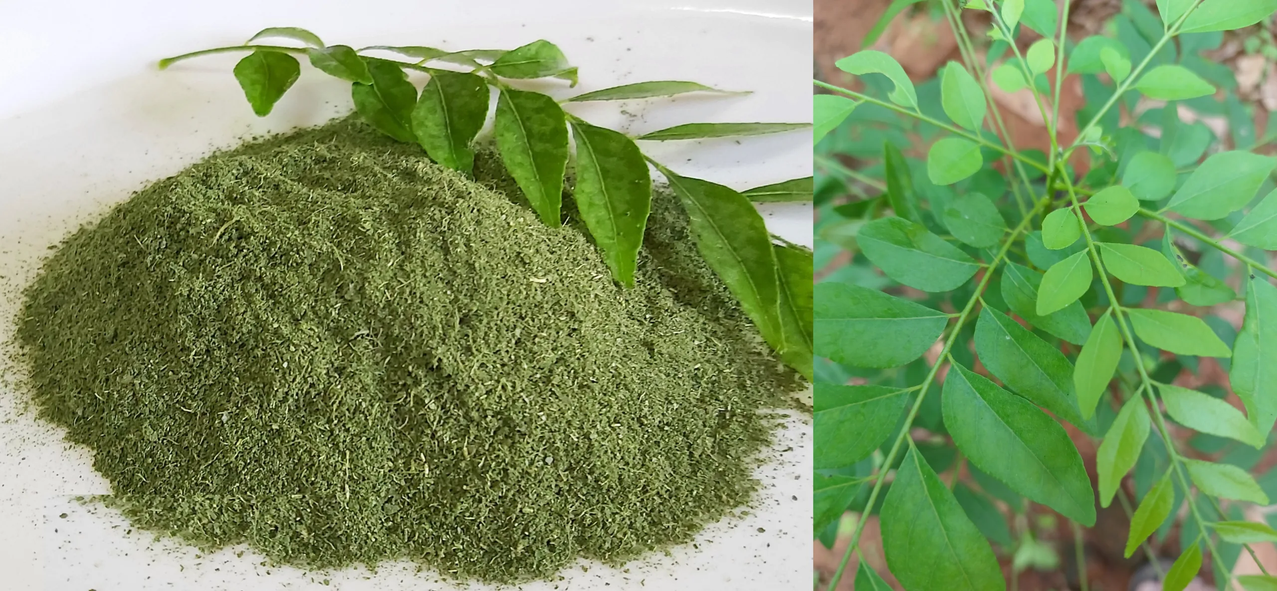 Health Benefits of Curry Leaves